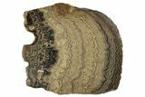 Huge, Polished Stromatolite (Greysonia) Slab - Bolivia #239343-1